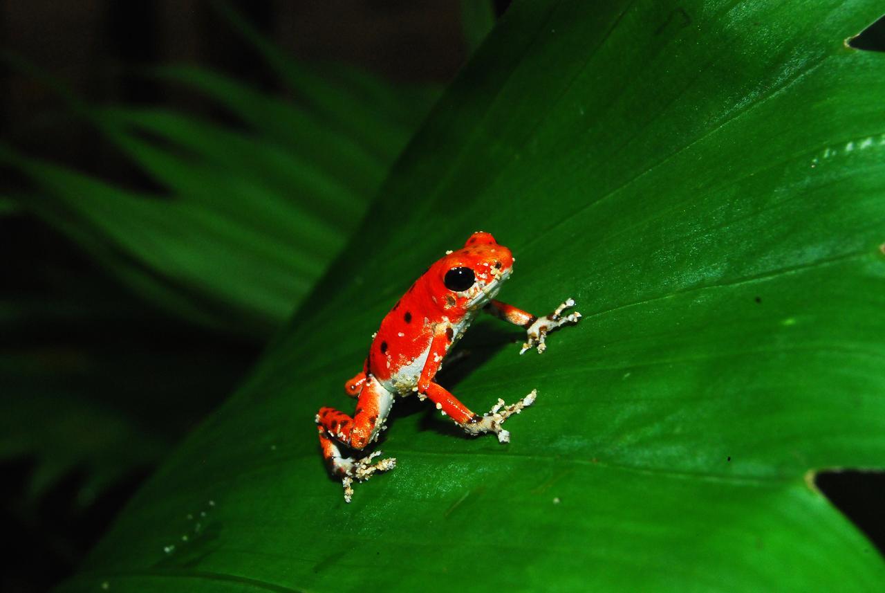 Red Frog Bungalows Surf Resort 巴斯蒂门多斯 外观 照片